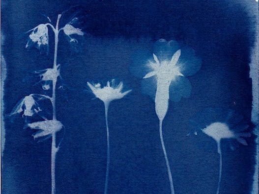 Cyanotype, white blowers on a blue background